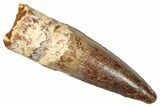 Fossil Spinosaurus Tooth - Real Dinosaur Tooth #357474-1